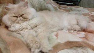 Персийска котка - снимки, описание, грижи, природата и цената на котенцата