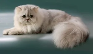 Персийска котка - снимки, описание, грижи, природата и цената на котенцата