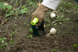 Трансплантация на лалета през пролетта от едно място на друго обучение с видео
