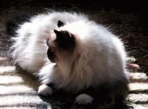 Персийска котка - описание на природата, снимка, цена, детска площадка 