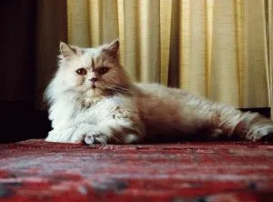Персийска котка - описание на природата, снимка, цена, детска площадка 