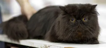 Персийска котка снимка