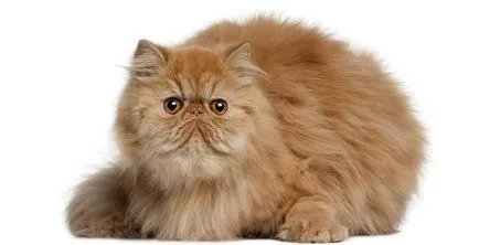Персийска котка - снимки, описание, грижи, природата и цената на котенцата