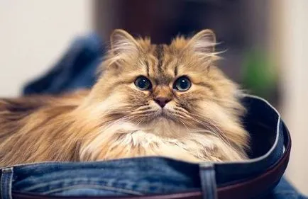 Персийска котка - 21 снимки
