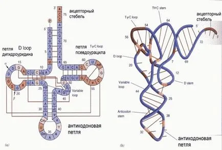 Разликите между ДНК от РНК - studopediya (резюме) Разликите между ДНК от РНК - studopediya