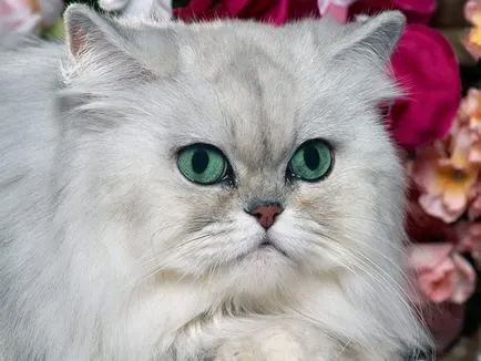 Персийска котка снимка