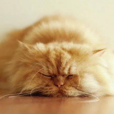 Персийска котка снимка