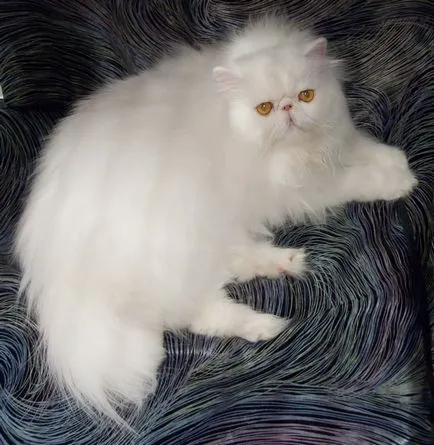 Персийска котка снимка