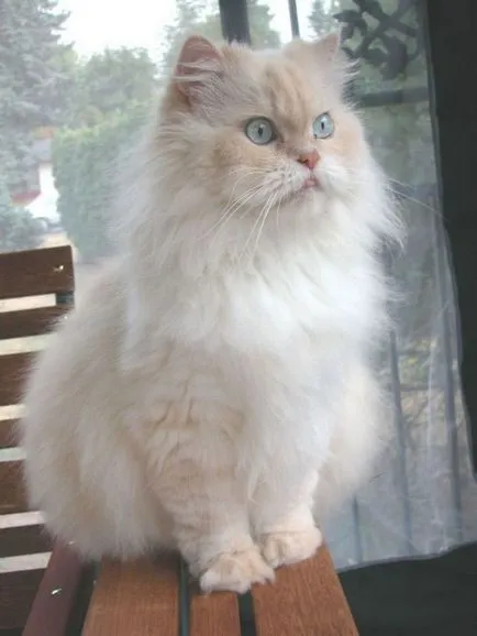 Персийска котка снимка
