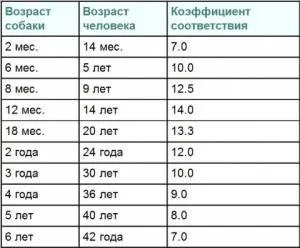 Как старите кучета живеят