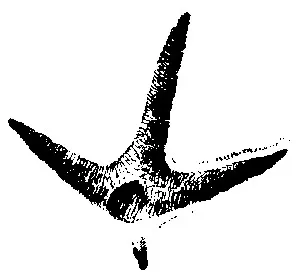 песни за животни 1