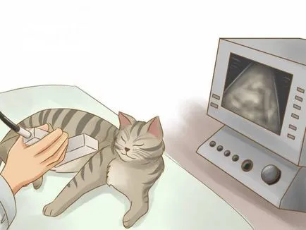 Какво котка носи котенца стъпки и разполага периоди (котки) Колко котенца котка носи етапи, срокове и функции