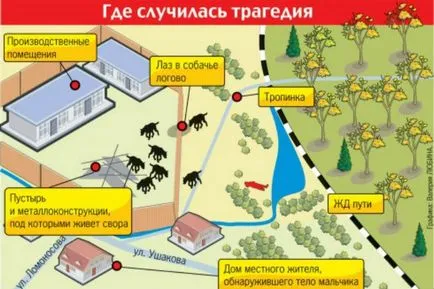 Кучета - канибали бездомни кучета разкъсаха момчето в Уфа и нападнали детето в Воронеж - убийство