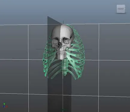 Поставянето 3d човешки скелет - творческа работилница Igorya Petunina