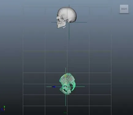 Поставянето 3d човешки скелет - творческа работилница Igorya Petunina