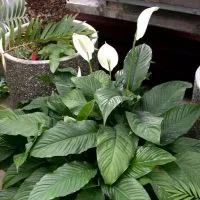 Spathiphyllum оставя очерни