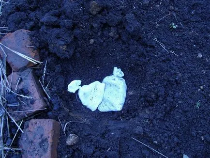 Съвети от опитни градинари за отглеждане на моркови