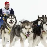 Списък на породи кучета, подобни на вълци