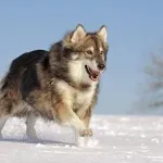 Списък на породи кучета, подобни на вълци