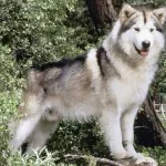 Списък на породи кучета, подобни на вълци