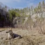 Списък на породи кучета, подобни на вълци