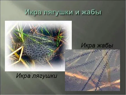 Сравнение на жаби и жаби - основните прилики и разлики