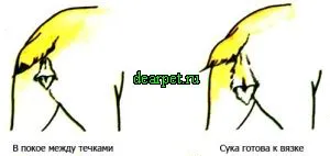 Еструса при кучета, снимка, поведение, определяне на момента на оплождането, грижи по време на разгонване