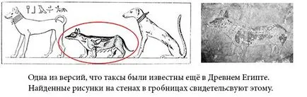 Дакел - снимки, описание, природа, съдържание, храна, купуват