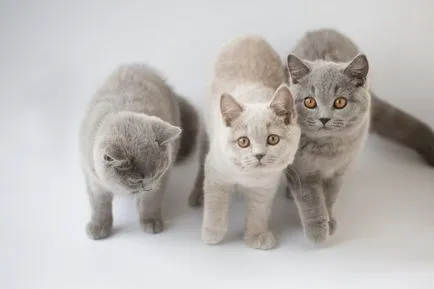 тегло Таблица коте от месец