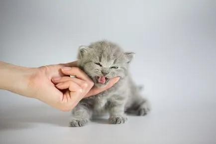 тегло Таблица коте от месец