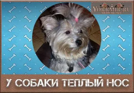Топло носа на кучето, причините за това какво да правя, болест