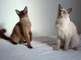 Tonkinese котка (Tonkinese) описание на породата, снимка, характер, собствениците на детски и мнения