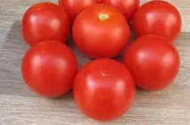 Домат Саня (Саня) снимка клас, описание и характеристики, реалната доходност, отглеждане