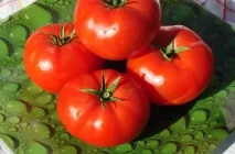Домат Саня (Саня) снимка клас, описание и характеристики, реалната доходност, отглеждане