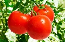 Домат Саня (Саня) снимка клас, описание и характеристики, реалната доходност, отглеждане