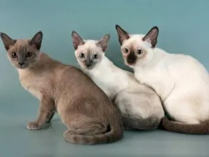 Tonkinese котка (Tonkinese) снимки, цена, естеството на порода, описание, видео