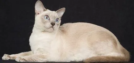 Tonkinese котка (тонкиновата) снимки, цена, описание порода, характер, видео, детски градини - около murkote