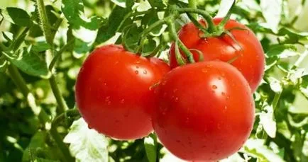 Домат Саня (Саня) снимка клас, описание и характеристики, реалната доходност, отглеждане