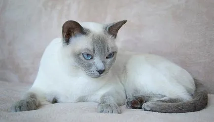 Tonkinese котка (тонкиновата) снимки, цена, описание порода, характер, видео, детски градини - около murkote