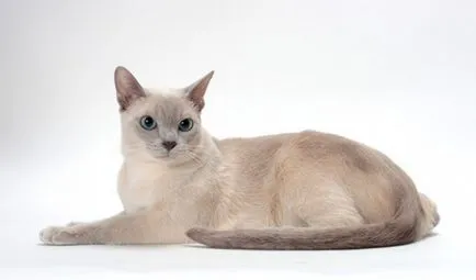 Tonkinese котка (Tonkinese) снимки, цена, естеството на порода, описание, видео