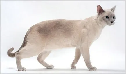 Tonkinese котка (тонкиновата) снимки, видео, цена, характер, описание порода