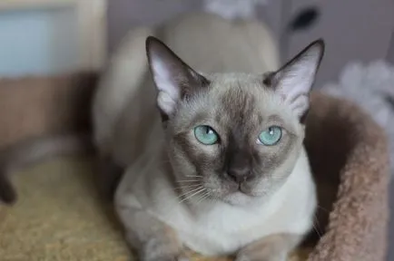 Tonkinese котка (тонкиновата) снимки, видео, за порода, грижи