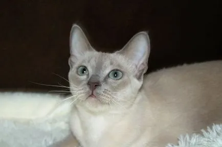 Tonkinese котка (тонкиновата) снимки, видео, за порода, грижи