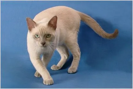 Tonkinese котка (тонкиновата) снимки, видео, цена, характер, описание порода