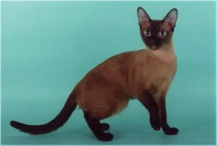 Tonkinese котка - порода описание със снимки