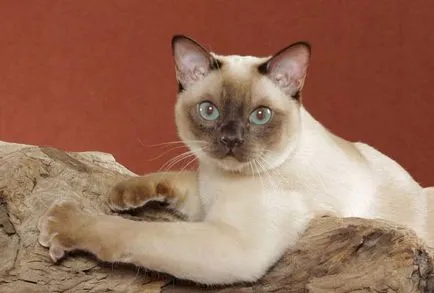 Tonkinese котка (тонкиновата) снимки, цена, описание порода, характер, видео, детски градини - около murkote