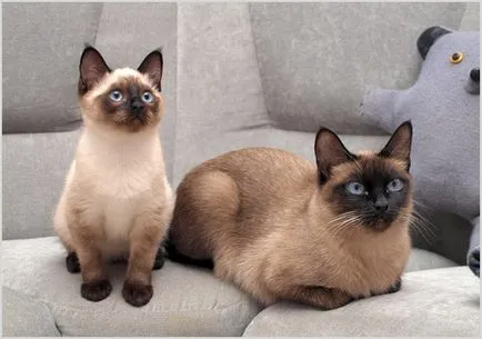 Tonkinese котка (тонкиновата) снимки, видео, цена, характер, описание порода