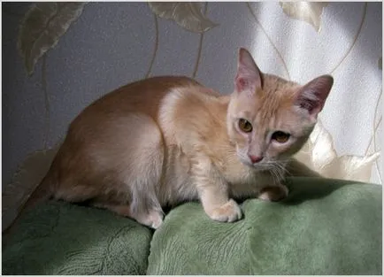 Tonkinese котка (тонкиновата) снимки, видео, цена, характер, описание порода