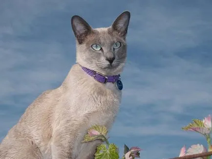 Tonkinese котка (тонкиновата) снимки, цена, описание порода, характер, видео, детски градини - около murkote