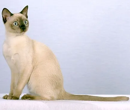 Tonkinese котка - порода описание със снимки